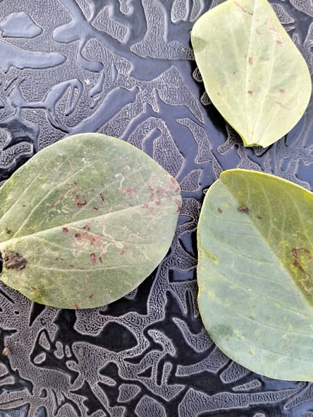 السلام عليكم ورحمة الله وبركاته ممكن تشخيص للأعراض وعلاجها بعد إذنكم